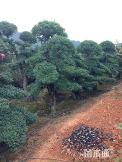 30公分造型对节白蜡