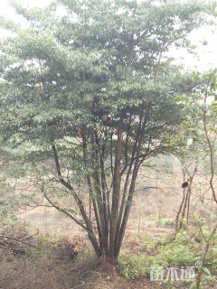 8公分多杆山杜英