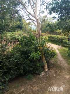 高度400厘米红花紫薇