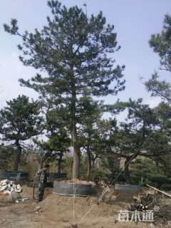 高度1200厘米油松