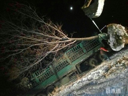 20.30公分五角枫