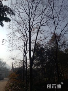 30公分榉树