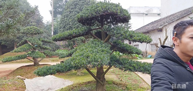 20公分造型罗汉松