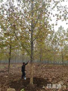 18公分速生法桐