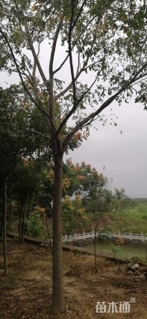 16公分黄山栾树