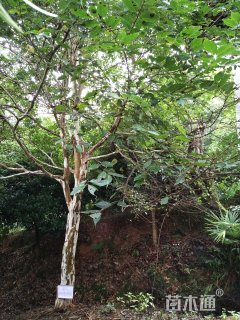 高度500厘米银花紫薇