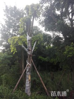 30公分金叶垂榆