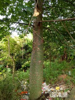 50公分大腹木棉