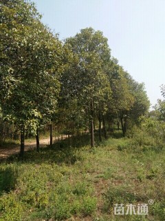 高度400厘米侧柏