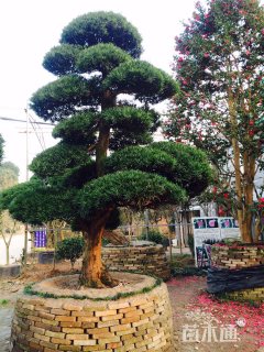 30公分日本罗汉松