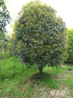 冠幅350厘米桂花球