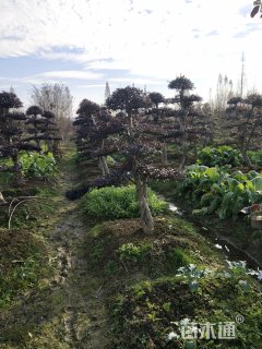 30公分红花继木