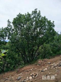 高度600厘米丛生蒙古栎