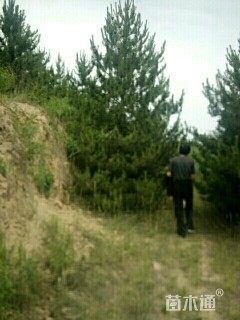 12公分扫帚油松