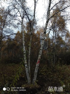 30公分丛生白桦