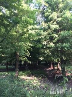 18公分北美落羽杉