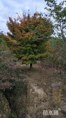 高度600厘米赤枫