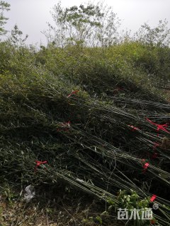 地栽苗青皮竹
