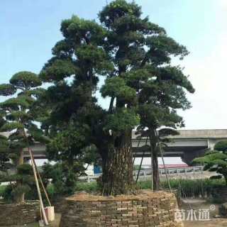 95公分造型罗汉松