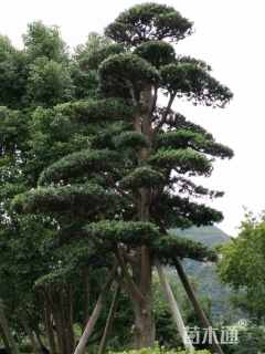 30公分造型罗汉松