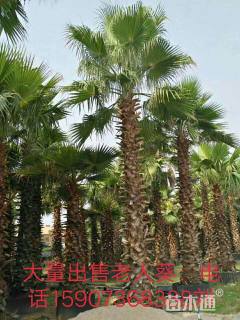 裸干高250厘米华棕