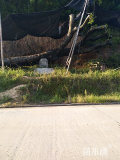 140公分细柄阿丁枫