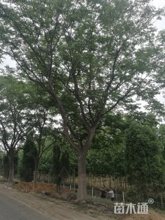 30公分栾树