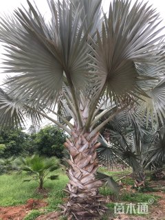 裸干高100厘米霸王葵