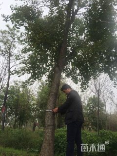 高度2000厘米肖黄栌