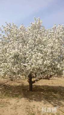 15公分八棱海棠