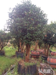 高度400厘米茶花