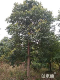 22公分刨花润楠