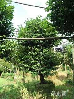 高度2000厘米茶花-海伦鲍尔