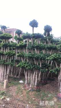 高度300厘米造型小叶榕