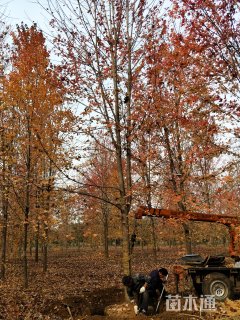 15公分美国红枫