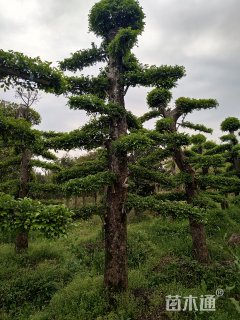 25公分造型榆树