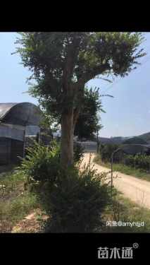 32公分造型赤楠