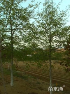 12公分美国红橡树