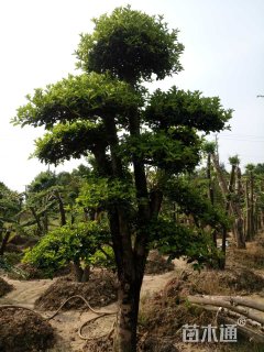 30公分造型椤木石楠