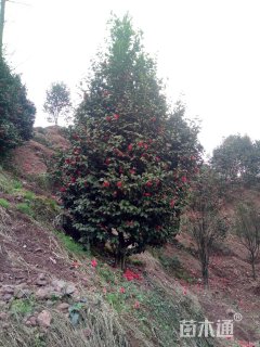 高度350厘米茶花-白雪塔