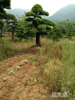 30公分造型榆树