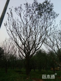 35公分朴树