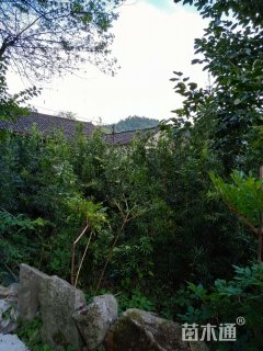 高度6厘米金弹子