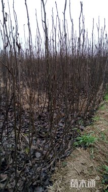 08公分梨树小苗