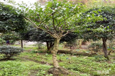 高度300厘米蜡梅