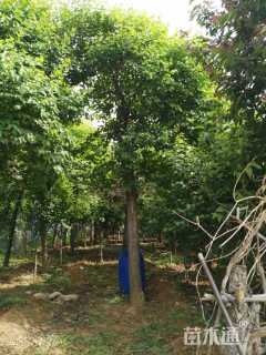 15公分暴马丁香