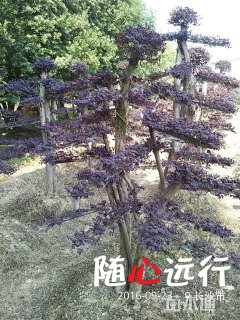 250厘米造型红花继木桩
