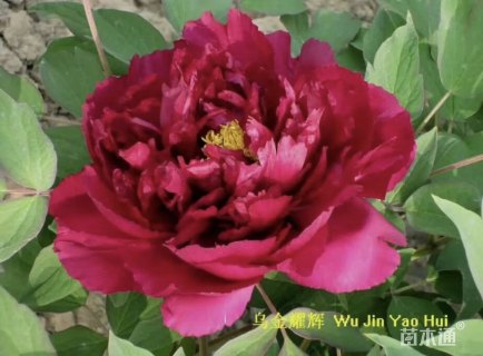 高度20厘米大红牡丹