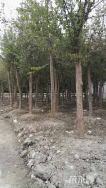 高度400厘米三角枫球