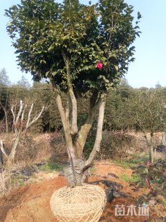高度250厘米茶花